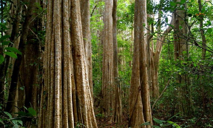 L'écosystème dans la réserve naturelle