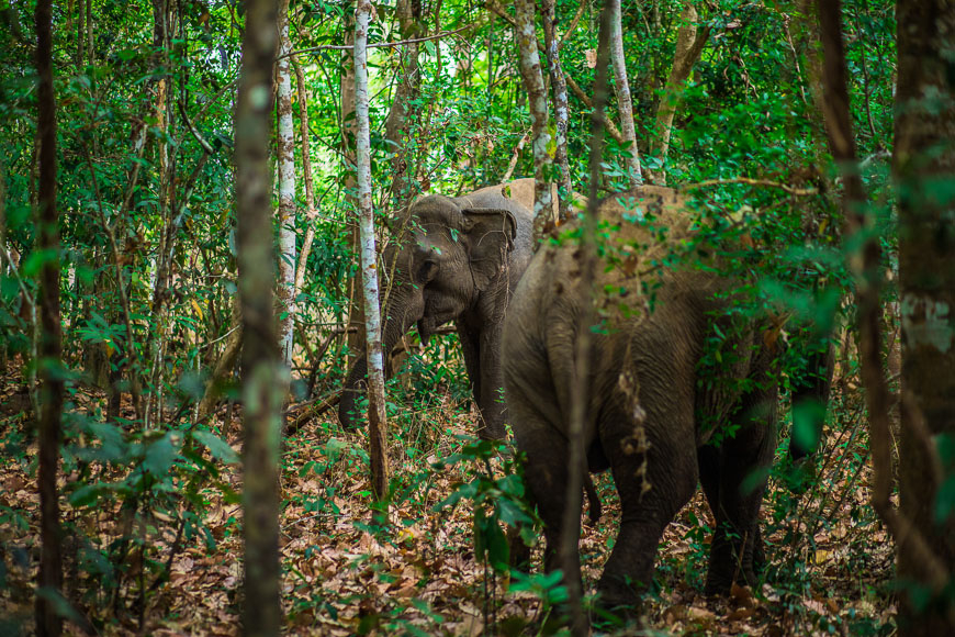 Un éléphant au parc national de Yok Don