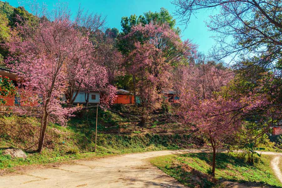 7 Endroits magnifiques pour admirer les fleurs de cerisier en Thaïlande