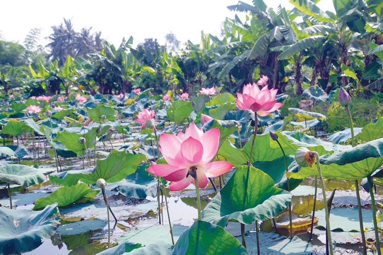 L'étang de lotus parfumé aide les visiteurs à se détendre