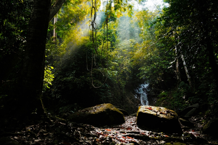 Découvrez la richesse de la faune sauvage Malaisie lors de votre voyage.