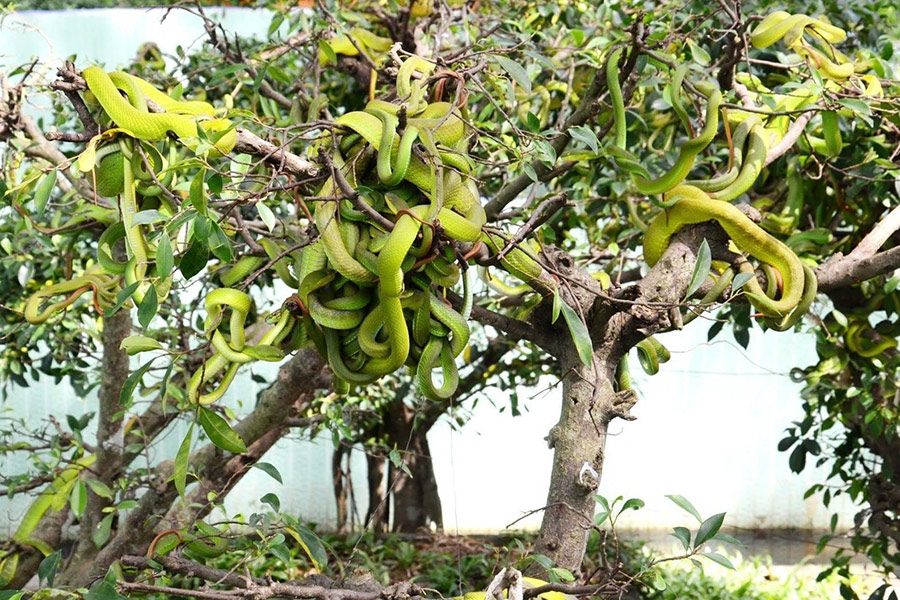 protégez l’habitat naturel des serpents