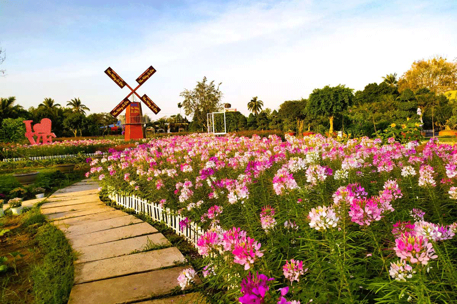 Ferme florale de Sa Dec