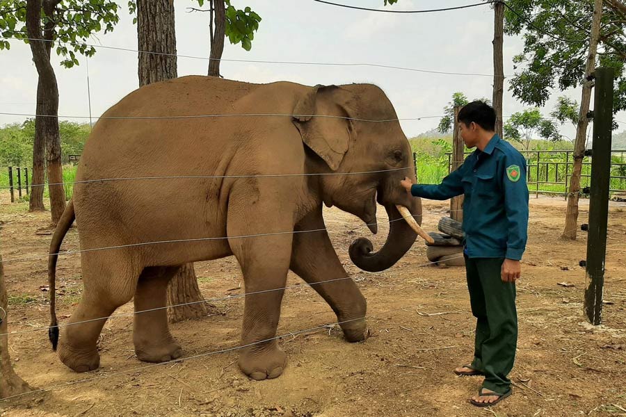 Festival de courses d'éléphants à Dak Lak