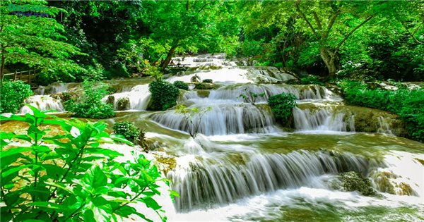 La forêt de la cascade de May