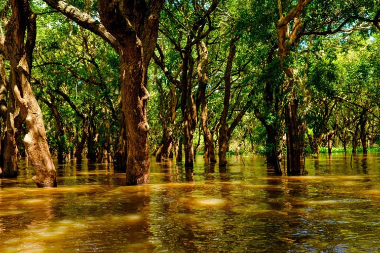 Forêt innondée sur le lac