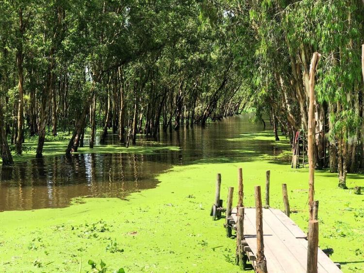 La forêt de mangrove d'U Minh Ha