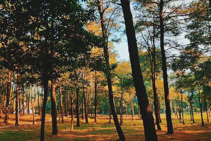 Forêt des pins au parc national de Ba Vi 