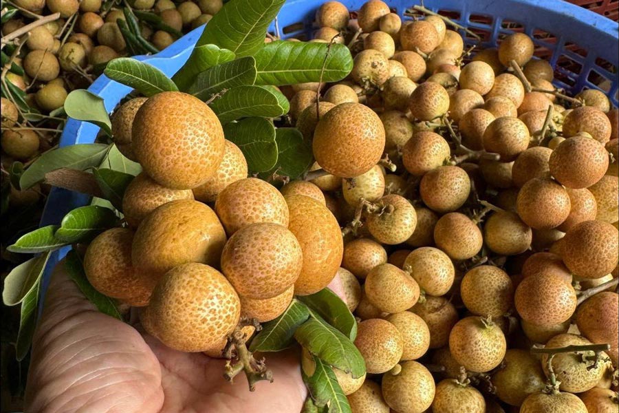 Fruits au Vietnam: Longan