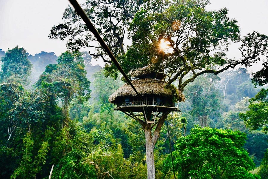Gibbon Experience vous invite à vous plonger dans la nature verdoyante du Laos