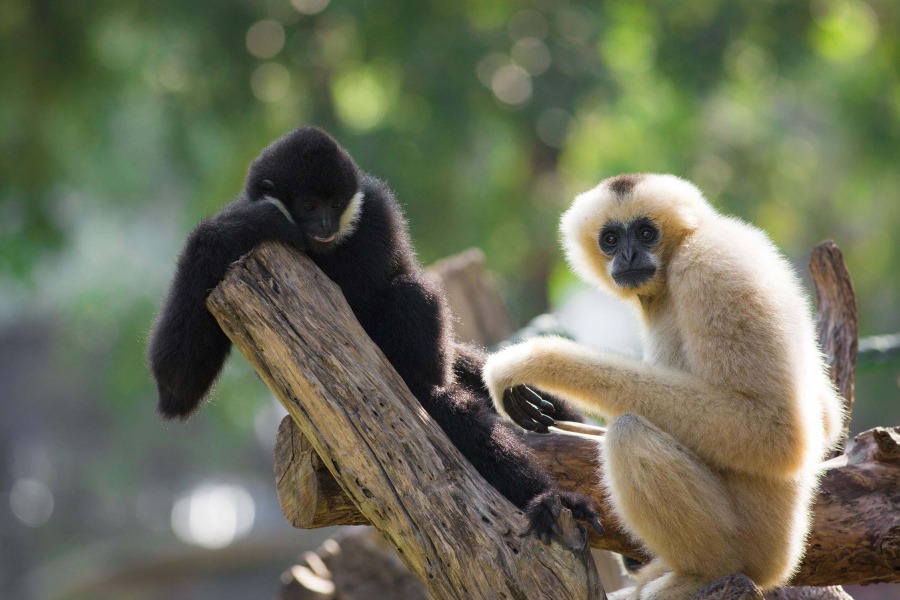 Singes au zone protégée Gibbon Experience