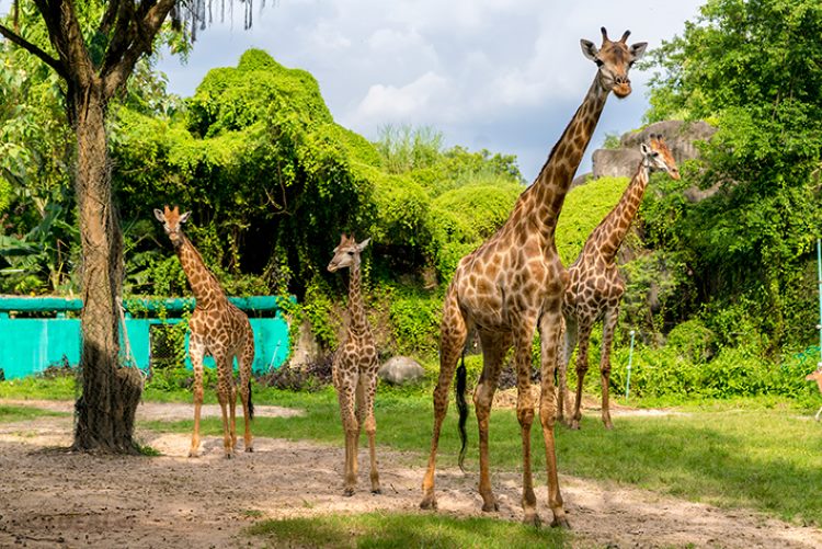 Les girafes dans le zoo de Dai Nam