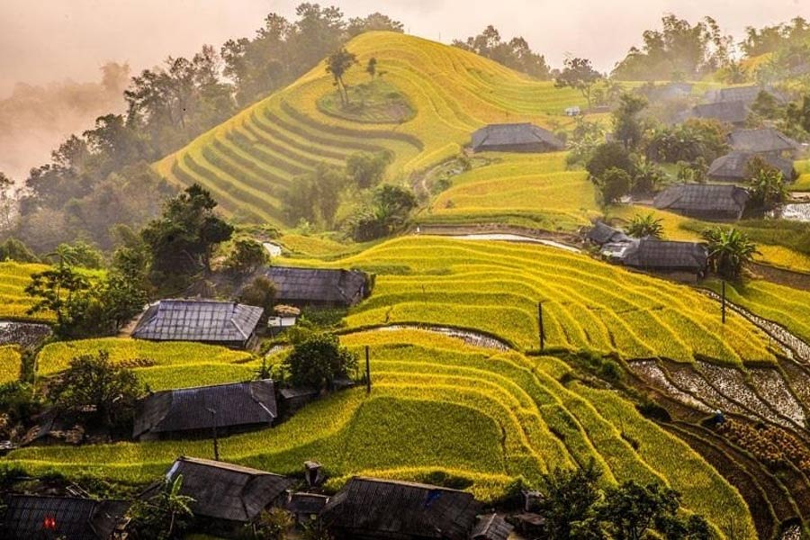 Suivez notre guide de voyage à Ha Giang pour découvrir la beauté unique de la saison du riz mûr.