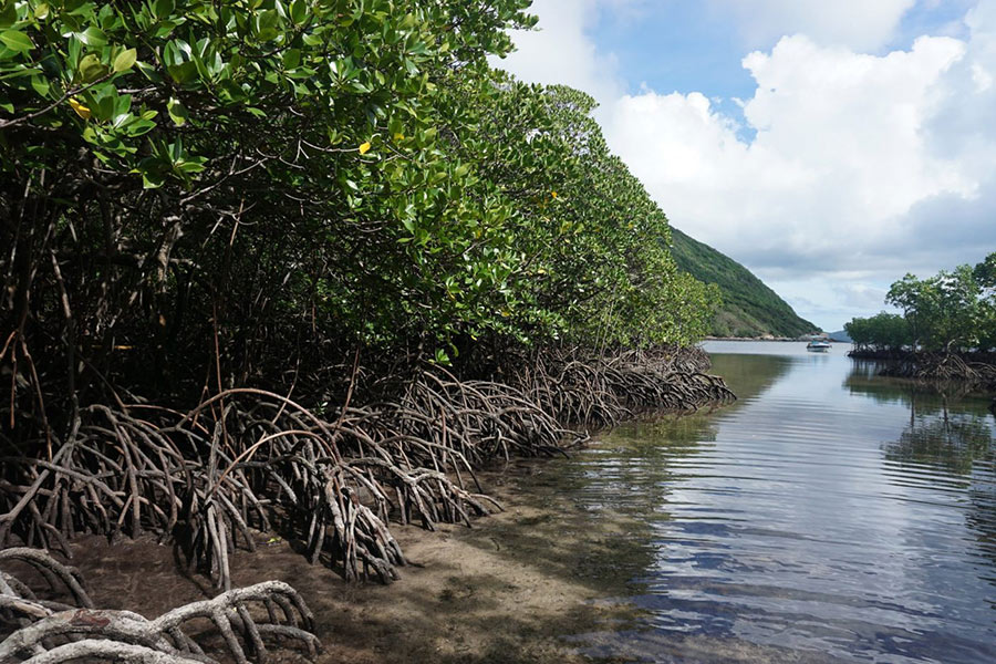 La forêt de mangrove à l'ile de Sept Côtés