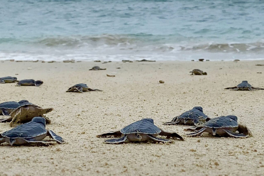 Il est important de protéger l'habitat naturel des créatures de l'île de Sept Côtés