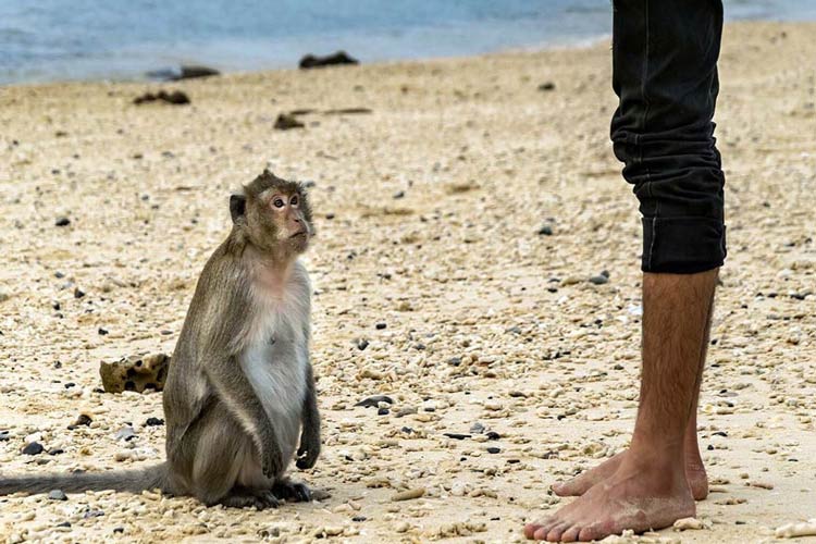 Ile de Cat Dua abrite plusieurs de singes sauvages