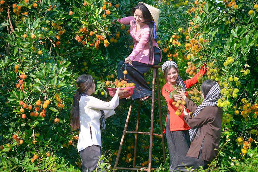 Les vergers de fruits à l'ilot d'An Binh