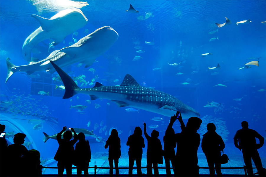 L'aquarium Underwater World Langkawi