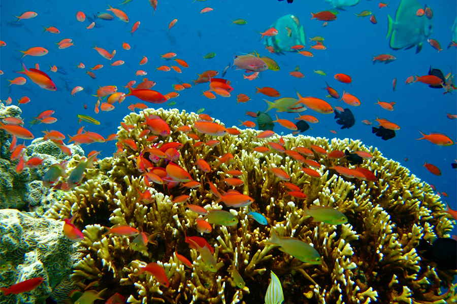 Sipadan : Le paradis des plongeurs