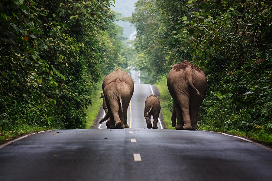 Itinéraire de 10 jours en Thailande - excursion à Khao Yai