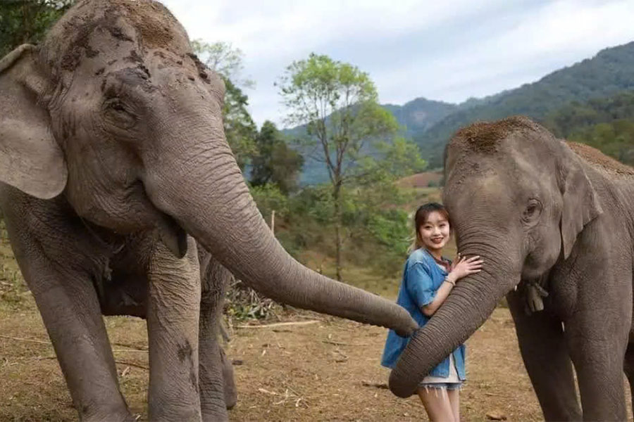 Visitez Chiang Mai 3 jours 2 nuits : sanctuaire d'éléphants de Chiang Mai