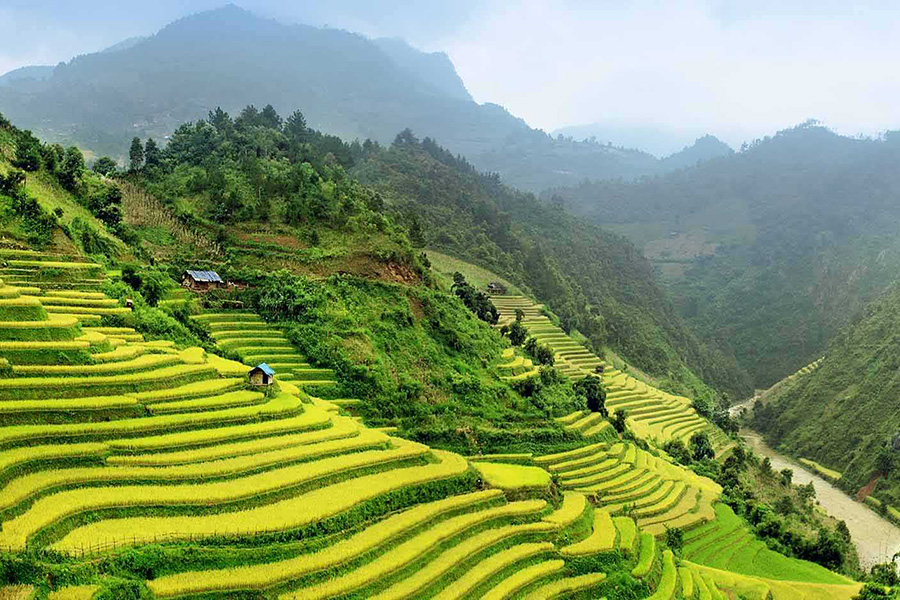 Imprégnez-vous des paysages grandioses des rizières en terrasse à Sapa