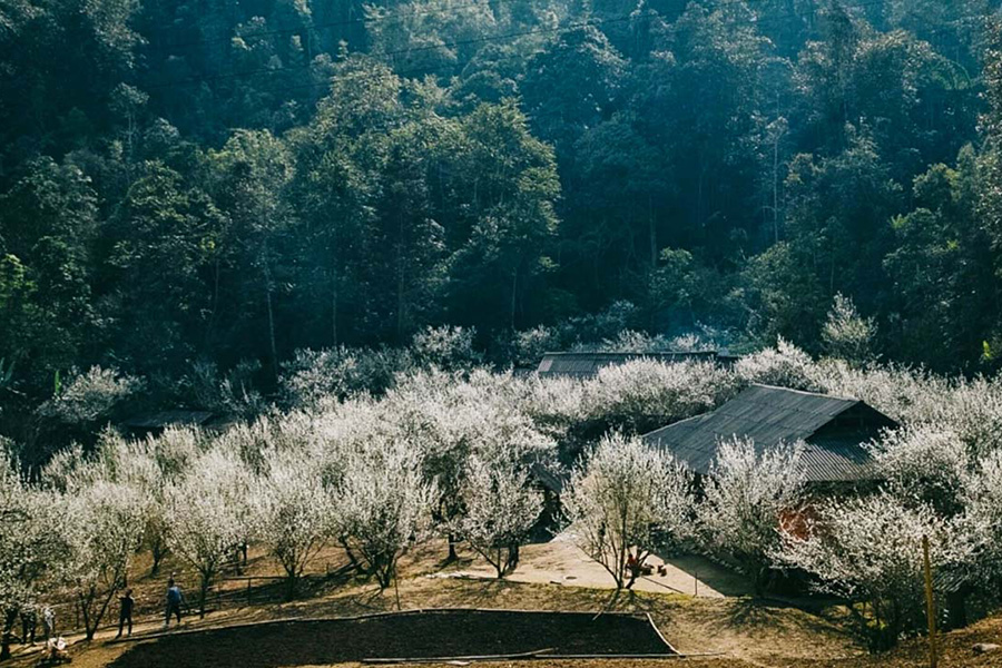 La saison des fleurs de pruniers à Sa Pa, quand les collines se parent de blanc