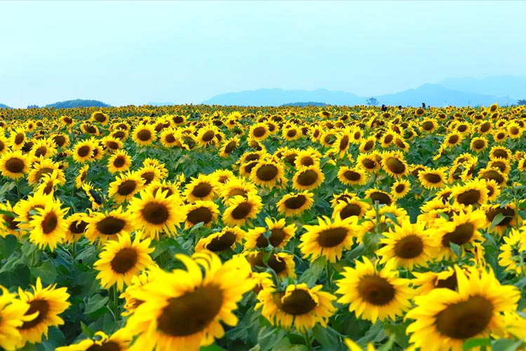Le champ de tournesols à Nghe An 