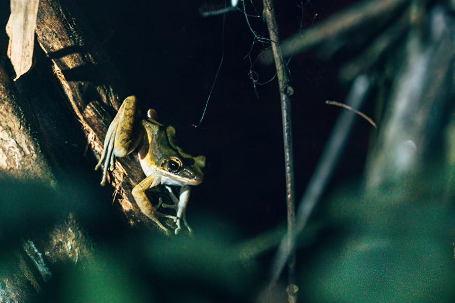 La vie des créatures nocturnes vous étonnera