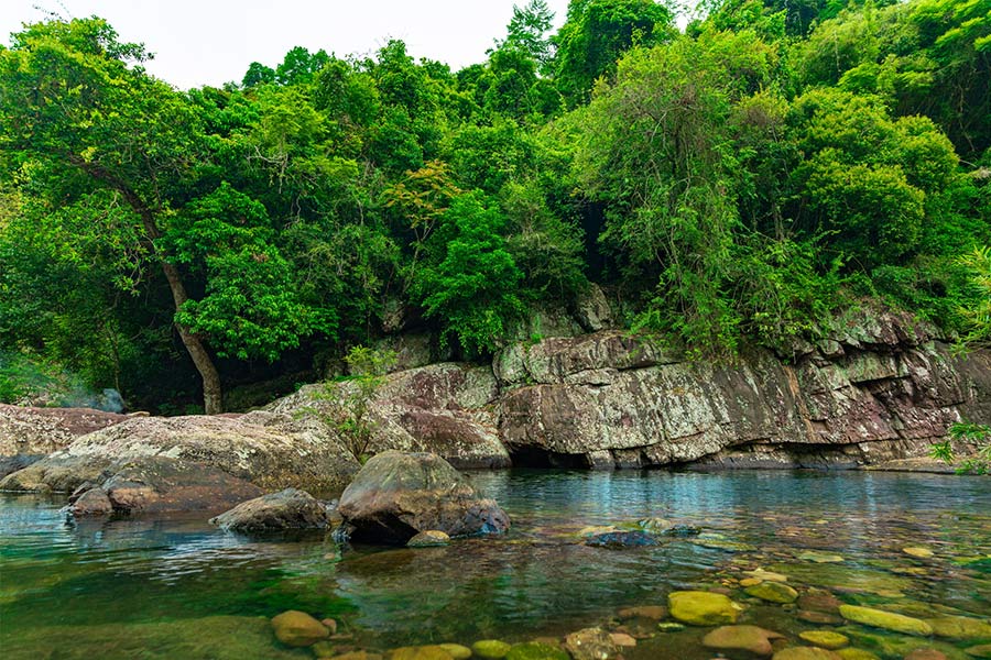 Forêt vierge de Khe Ro à Bac Giang 