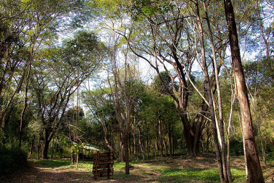 Le parc national de Khlong Tron possède un écosystème très diversifié