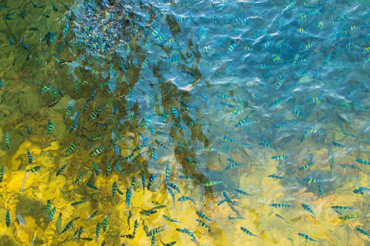 Poissons tropicaux à Ko Kham