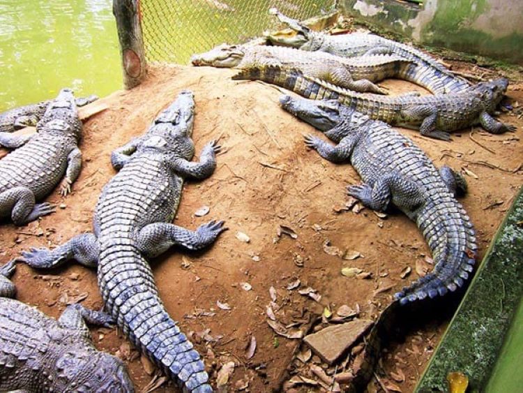 Les crocodiles d'eau douce du parc écologique de Thuy Chau