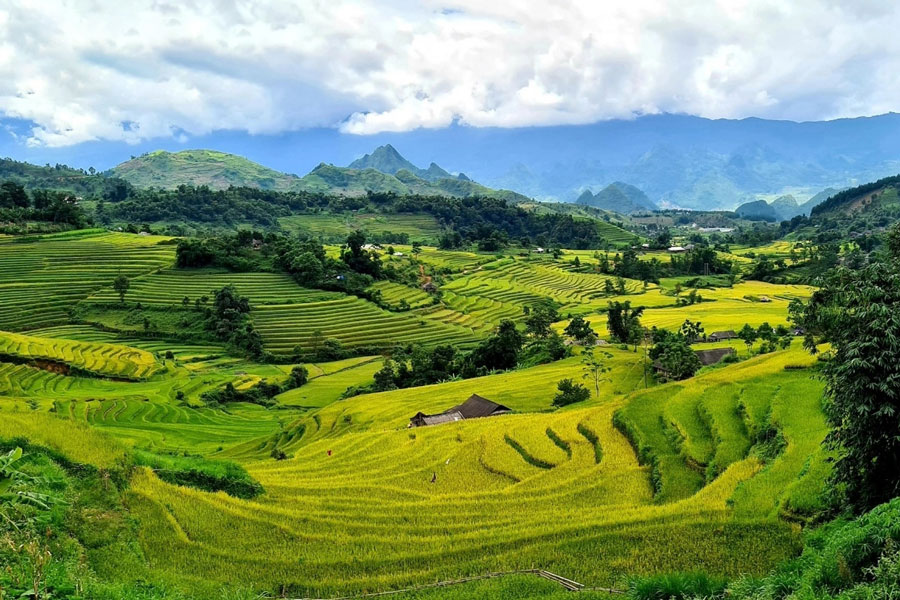 Les belles rizières à Lai Chau