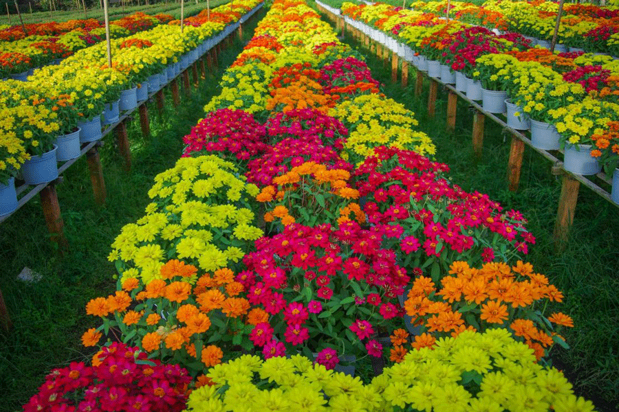 Les fleurs en pleine floraison à la ferme florale de Sa Dec