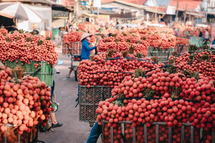 Litchi est la spécialité symbolique de Bac Giang