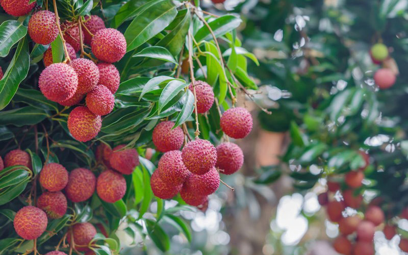 Les célèbres fruit qu’on retrouve au Cambodge