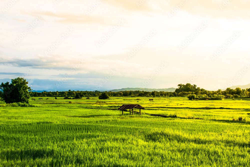 Rizière à Maha Sarakham