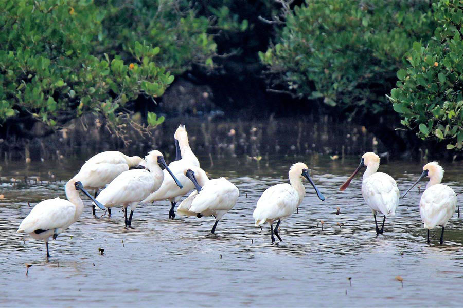 Parc ornithologique de Bac Lieu