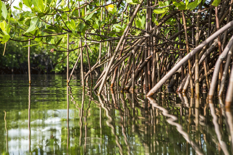 Mangroves de Kalibo