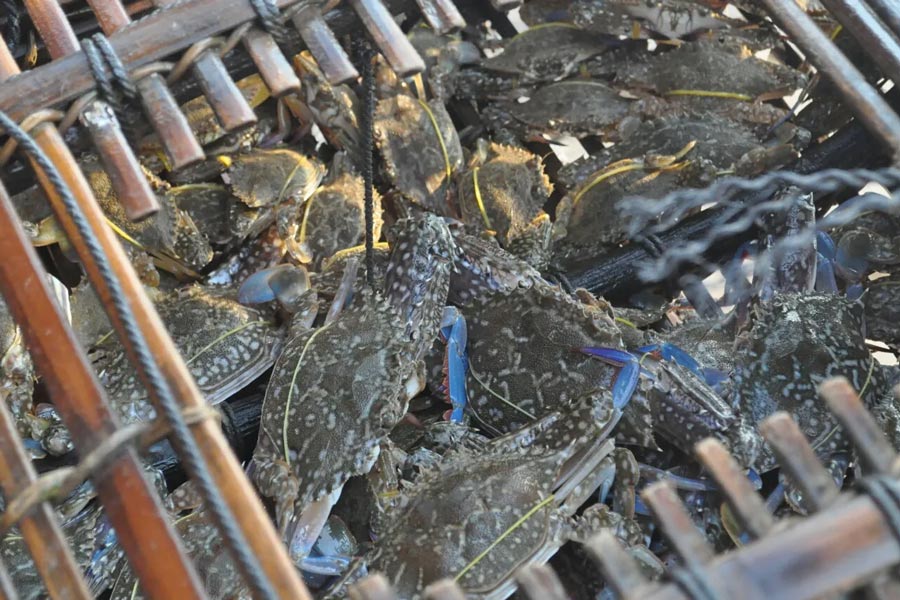 Marché aux crabes de Kep 