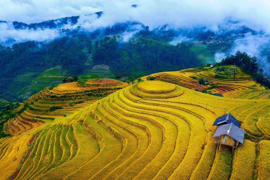 Rizières en terrasses dorées à Mù Cang Chải, l’une des destinations authentiques au Vietnam