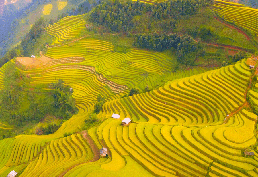 Rizières en terrasses dorées à Mù Cang Chải, l’une des destinations authentiques au Vietnam