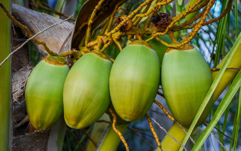 Les célèbres fruit qu’on retrouve au Cambodge