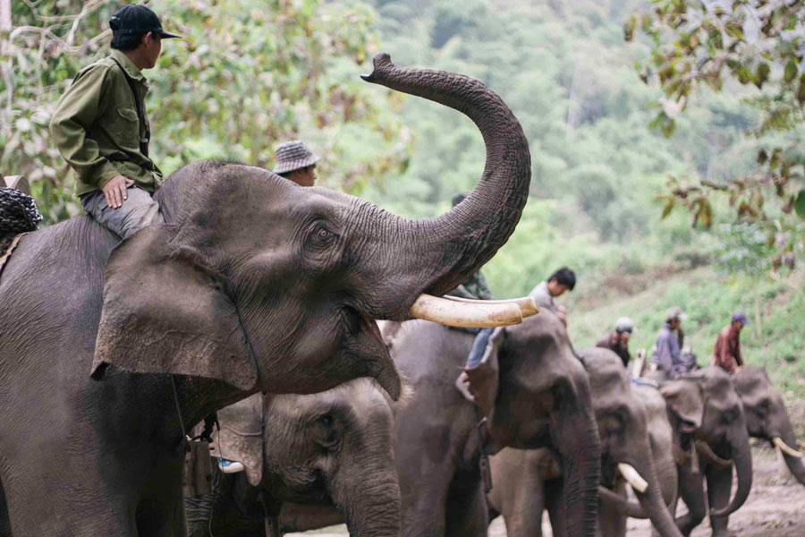 Février est le moment du festival des éléphants à Pakbeng