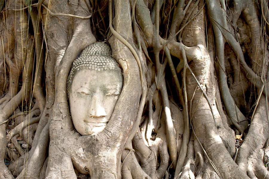 Tête de Bouddha dans les racines d'un arbre Bodhi - un symbole d'Ayutthaya