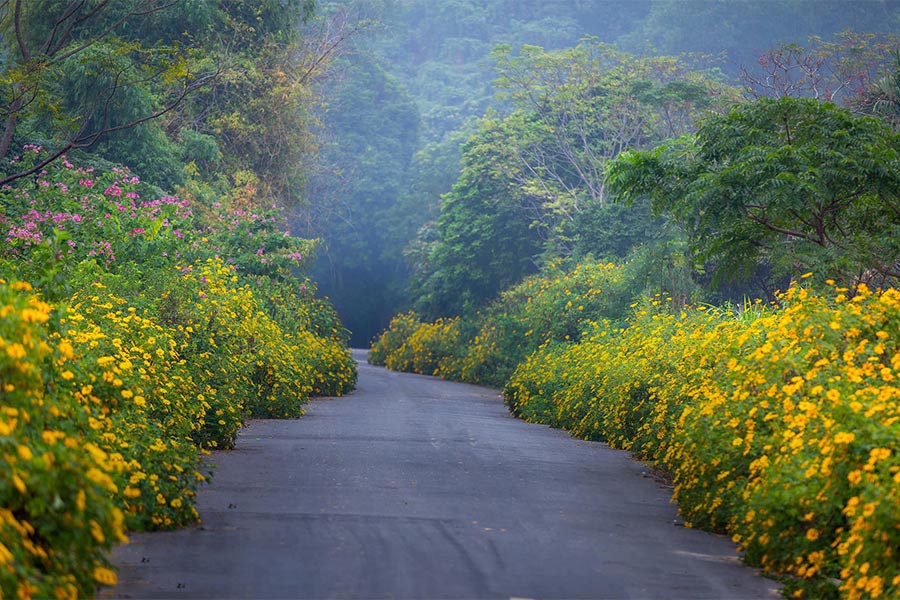 Les tournesols colorent le parc national de Ba Vi en jaune à l'automne