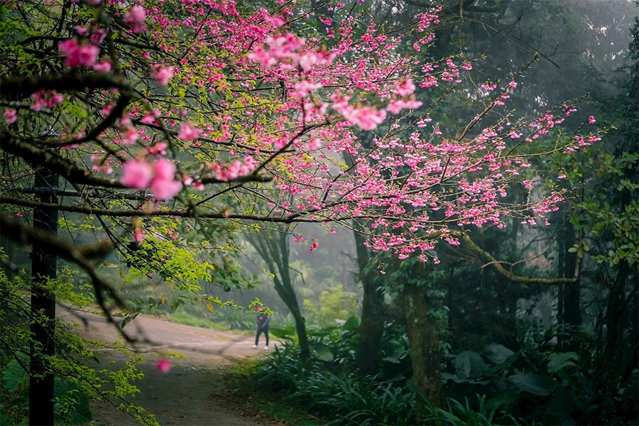 Les fleurs de pêches fleurissent au printemps au parc national de Ba Vi