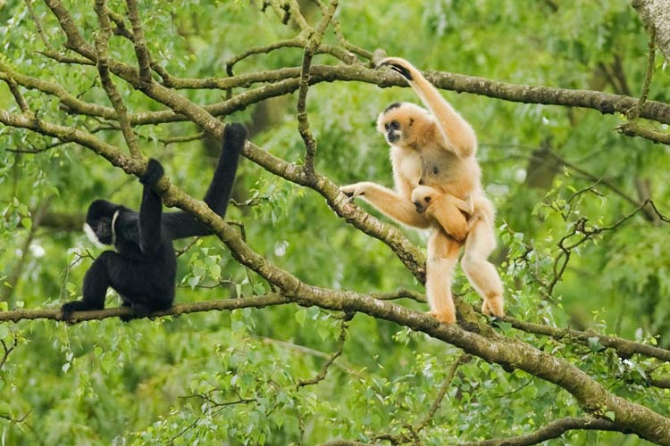 Le parc abrite de nombreuses espèces rares