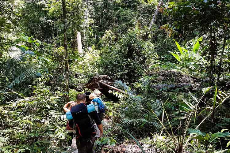 Au coeur de la forêt, Vallé de Ja Book est une attraction à ne pas manquer pour les amoureux de l'aventure